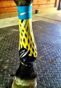 Lower Leg